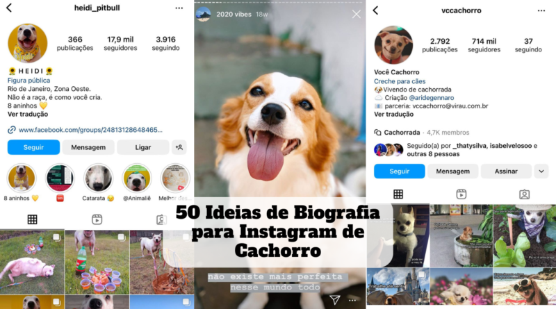 biografia para instagram de cachorro