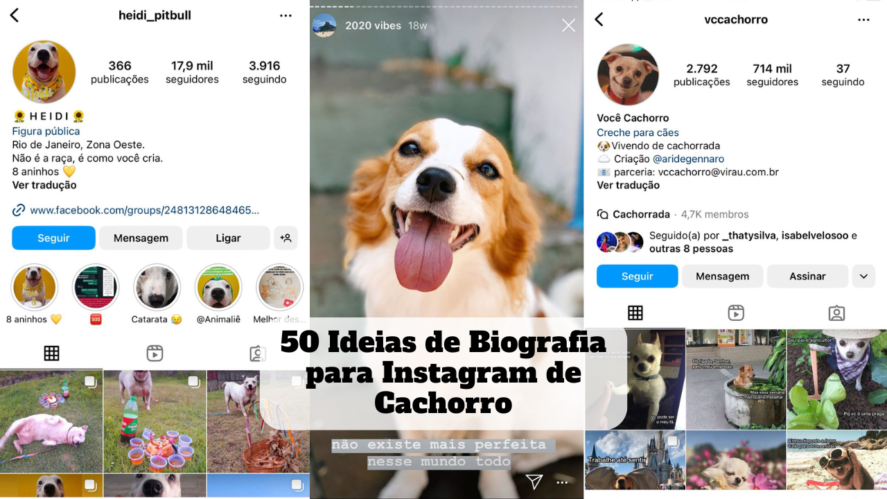 biografia para instagram de cachorro