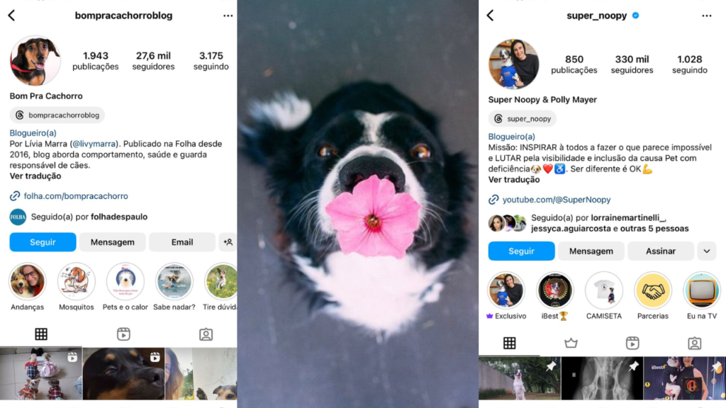 biografia para instagram de cachorro