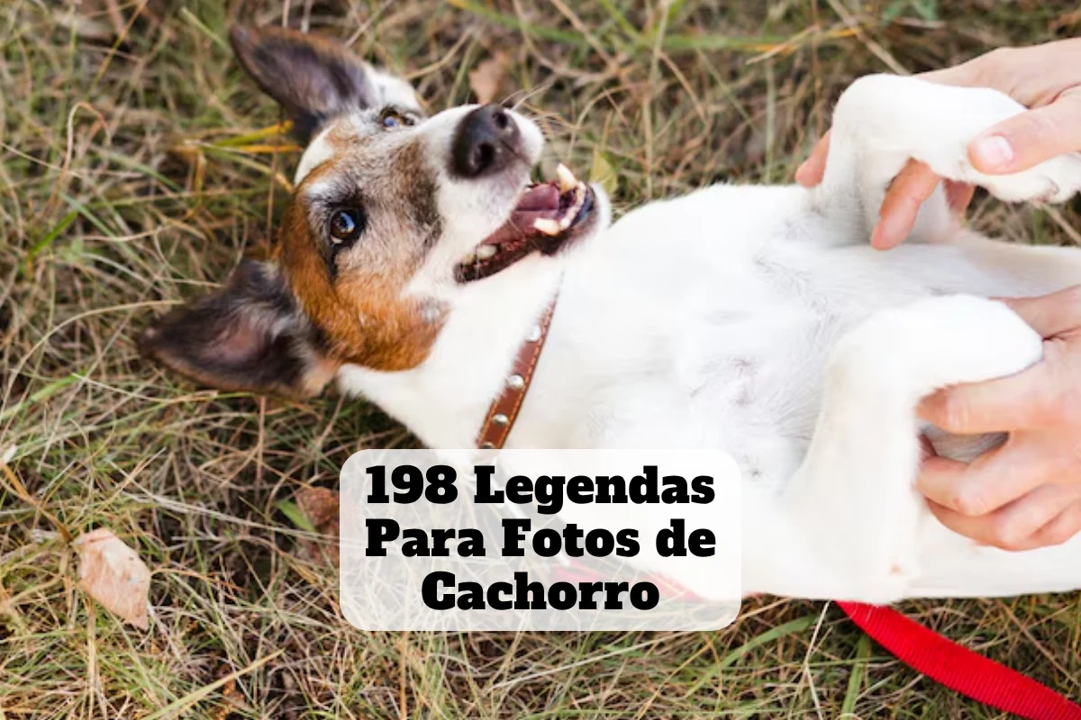 198 legendas para fotos de cachorro